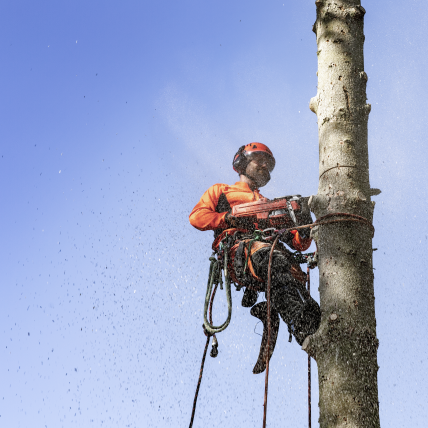 GRANDININIS PJŪKLAS Husqvarna 550 XP® Mark II 1 GRANDININIS PJŪKLAS Husqvarna 550 XP® Mark II 1